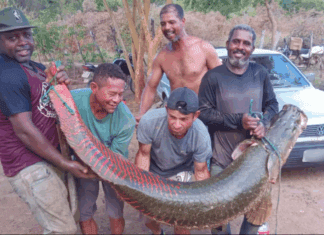 Grupo pesca peixe gigante de 80 kg e dois metros de comprimento em rio na Bahia