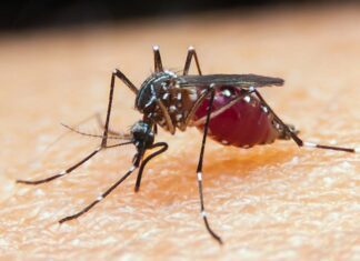 Falta de diagnóstico é obstáculo para eliminação da malária no Brasil