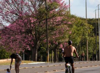 Dois terços dos brasileiros moram em ruas arborizadas