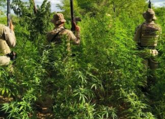 Operação encontra e destrói mais de 26 mil pés de maconha na Bahia