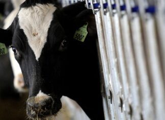 País recebe status internacional como livre de febre aftosa sem vacina