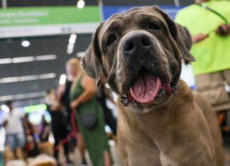 Companhias aéreas podem negar embarque de animais de suporte emocional