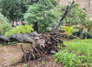 Árvore Caída Bloqueia Rua Em Mussurunga E Moradores Cobram Ação Das Autoridades