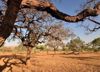 Nordeste Enfrenta Pior Cenário De Seca Do País, Aponta Relatório Da ANA