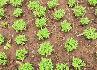 Polícia Civil Prende Grupo Suspeito Em Zona Rural De Uauá Por Plantio De Maconha