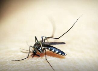 Feira De Santana Registra Primeira Morte Por Dengue Em 2025 E Reforça Alerta