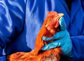 Gripe Aviária No RS: Há Risco Para Outros Estados? Veja O Que Diz O Governo