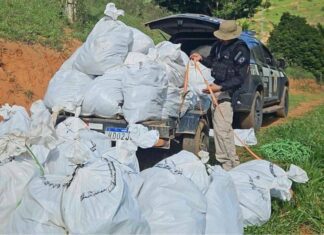 Mais De Meia Tonelada De Maconha é Apreendida Em Fazenda No Sul Da Bahia