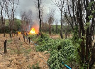 PM Queima Mais De 100 Mil Pés De Maconha Em Operação No Interior Da Bahia