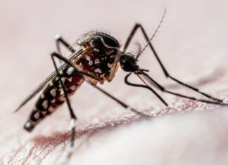 Dengue avança no Sul do país e escancara impacto das mudanças climáticas