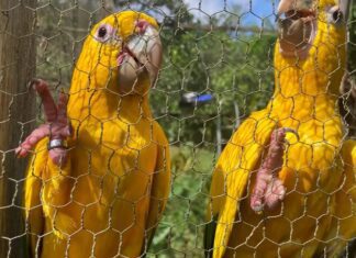 Captura E Domesticação Colocam Animais Silvestres Em Risco
