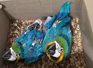 Homem é Preso Com Araras E Macaco Que Seriam Vendidos Ilegalmente Na Bahia