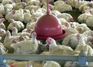 Rússia E Aliados Flexibilizam Restrições à Carne De Frango Brasileira; Outros Países Endurecem Medidas