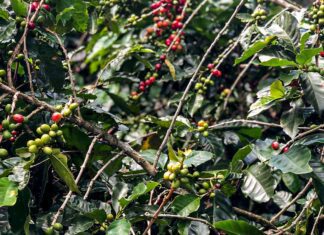 Safra de café deve crescer 2,7% e chegar a 56 milhões de sacas em 2025