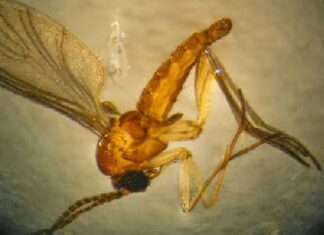 Estado do Rio registra quarta morte por febre do Oropouche