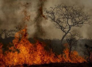 Ibama Identifica Responsáveis Por Incêndios Florestais Criminosos Em 2024