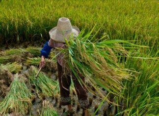 Trabalho escravo: homem resgatado relata condições degradantes