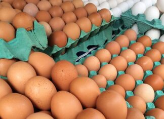 MG descarta preventivamente 450 toneladas de ovos férteis vindos do RS