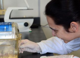 Tecidos feitos em laboratório podem aperfeiçoar testes de medicamentos