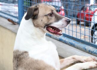Selo para identificar locais que aceitam pets é lançado no Pará