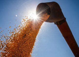 Brasil poderá ter novo recorde na produção de grãos na safra 2024/2025