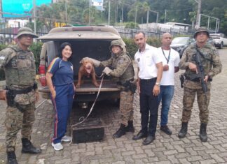 Cão Em Situação De Maus-tratos é Resgatado Por Policiais Ambientais Em Salvador
