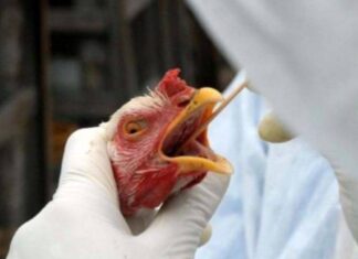 Brasil Tem 12 Casos Suspeitos De Gripe Aviária Sob Investigação