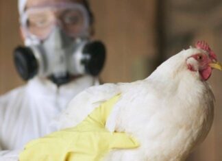 Brasil Se Declara Livre De Gripe Aviária Após 28 Dias Sem Novos Casos Em Granjas