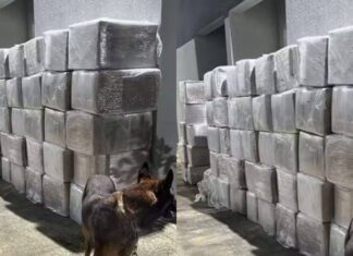 Polícia Prende Caminhoneiro Com Seis Toneladas De Maconha Na BR-116