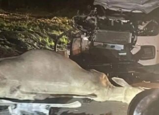 Carro Fica Destruído Após Atingir Boi Em Avenida Movimentada De Feira De Santana