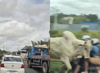 Boi Invade BR-324, Derruba Casal De Moto E Assusta Motoristas Em Valéria