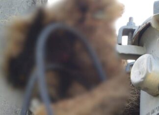 Preguiça-de-coleira Morre Eletrocutada Em Transformador Na Praia Do Forte