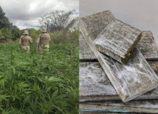PM Erradica Roça Com 5.400 Pés De Maconha E Apreende Quase 10 Kg Da Droga Na Bahia