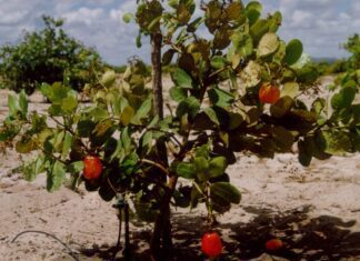 UFC pesquisa uso do líquido da castanha de caju na siderurgia