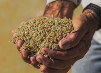 Conab investirá R$ 17 milhões em produção familiar de arroz