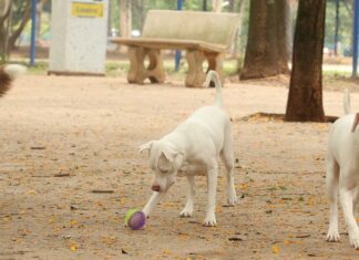 Estatuto dos Cães e Gatos prevê penas para quem maltratar animais