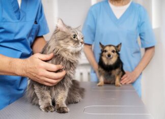 Castração De Cães E Gatos Passa A Seguir Novas Normas; Veja Quais