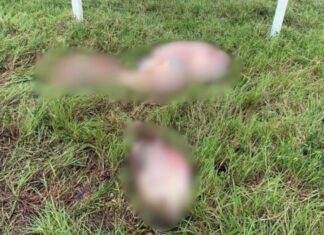 Crime Brutal: Sete Bois São Mortos E Partes São Deixadas Em Fazenda Baiana