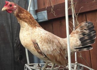 Controle Da Gripe Aviária Leva 16 Nações A Liberar Importação De Carne De Aves Brasileiras