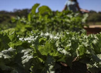Parceria destina R$ 299 milhões para agricultura familiar na Bahia