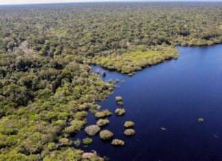 COP30: quarto leilão do Eco Invest terá foco exclusivo na Amazônia