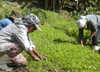 Maranhão vai entregar títulos de terra para trabalhadoras rurais