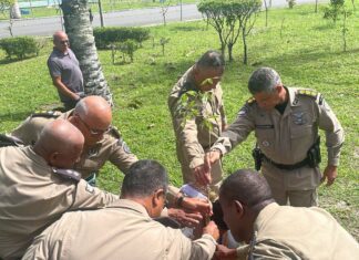 Polícia Militar Da Bahia Celebra 20 Anos Do Nafro Com Plantio De Baobá