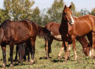 Ração contaminada mata 245 equinos em quatro estados
