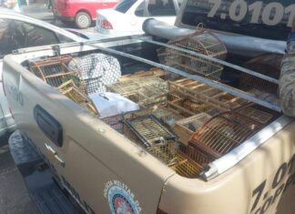 Operação Da PM Resgata 87 Aves Silvestres Em Feira De Simões Filho