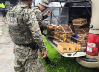 Polícia Resgata 150 Aves Silvestres Em Feira De Santana