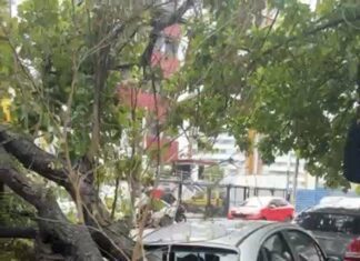 Árvore Desaba Sobre Carro No Rio Vermelho