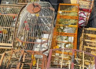 Polícia Militar Resgata 19 Aves Silvestres Em Feira Ilegal Na Baixa Do Fiscal, Salvador