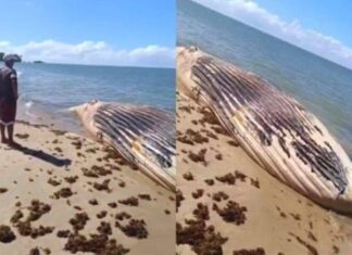 Baleia-jubarte é Encontrada Morta No Sul Da Bahia