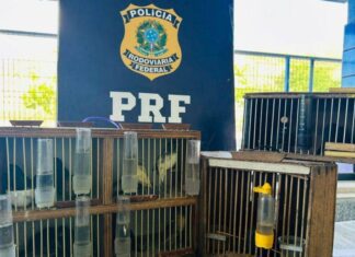 PRF Resgata 14 Aves Silvestres Em ônibus Fiscalizado Na BR-116